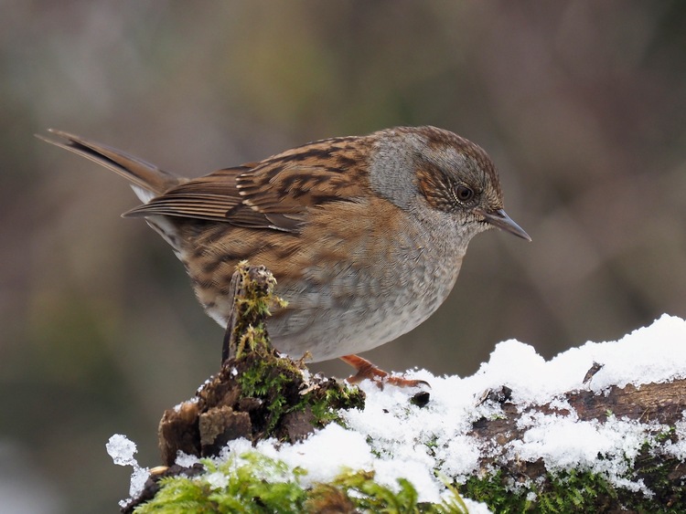 Passeriformi sotto la neve